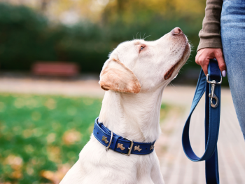 A white dog looking up to the person standing next to it.