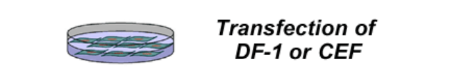 Transfection of DF-1 or CEF