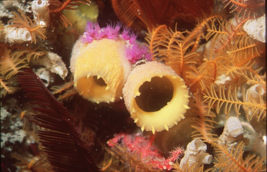 Natural product from Africa, from the ocean