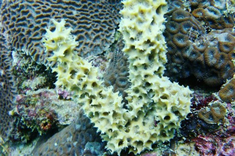 Natural product from Asia, from the ocean