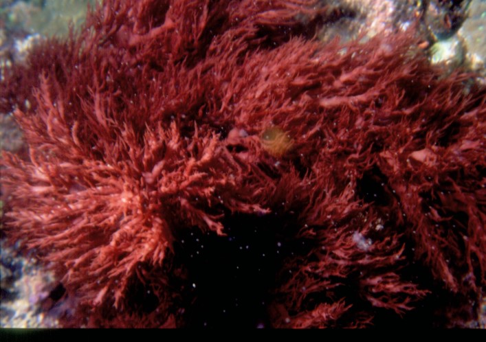 Natural product from Australia, from the ocean