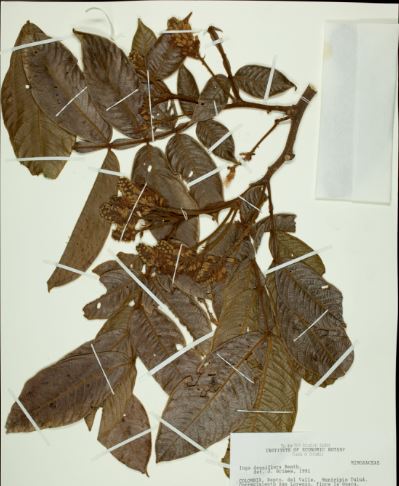 Natural product from South America